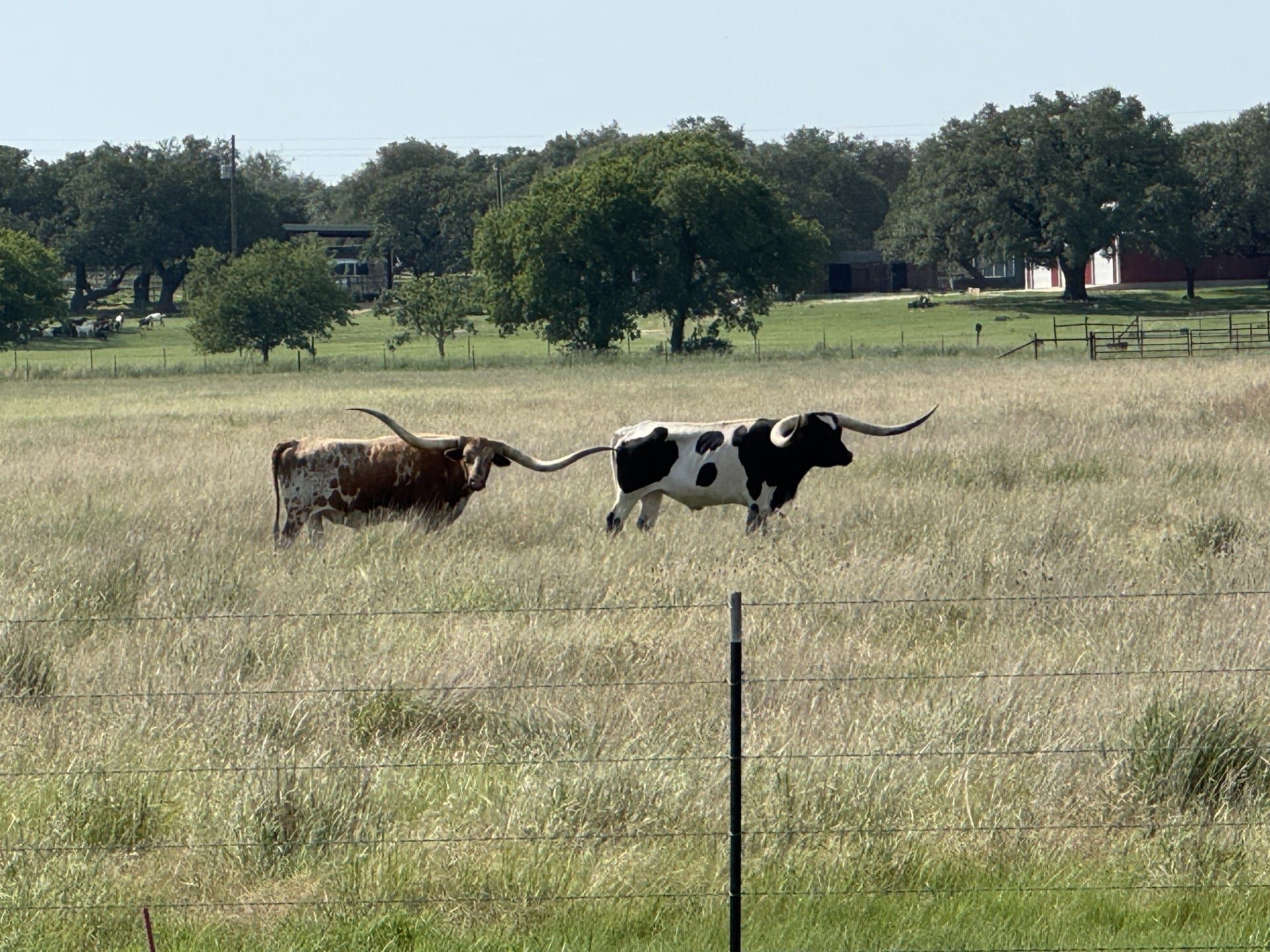 Longhorns grazing under live oaks at the Texas ranch