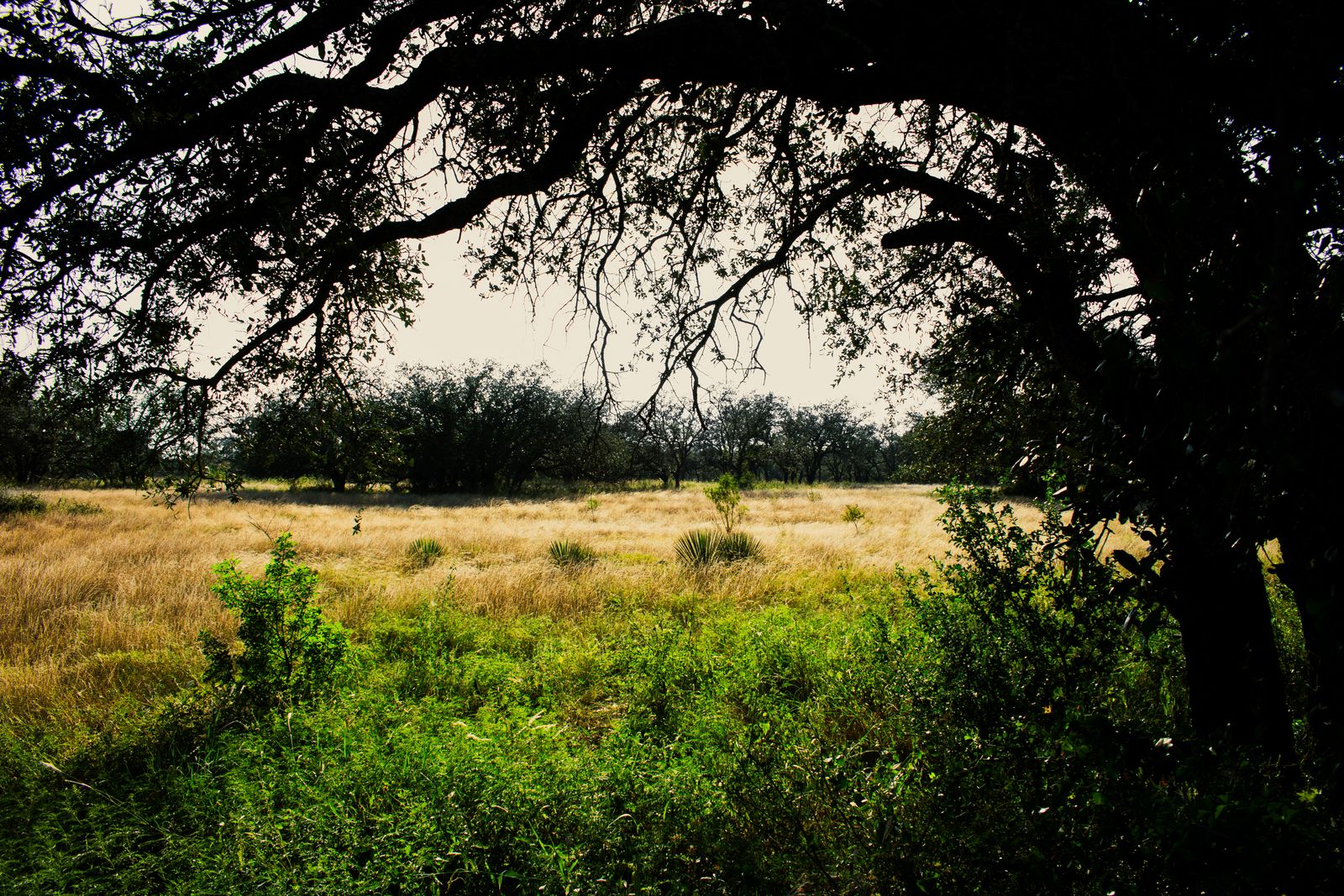 Texas Hill Country